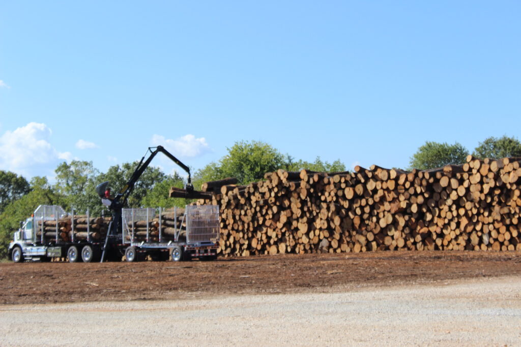 Timber Piles